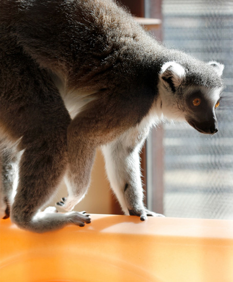 Duke Lemur Center